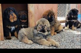 AKC Registered Tibetan Mastiff Puppies