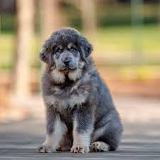 Blue Tibetan Mastiff For Sale