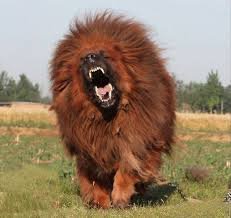 Brown Tibetan Mastiff For Sale