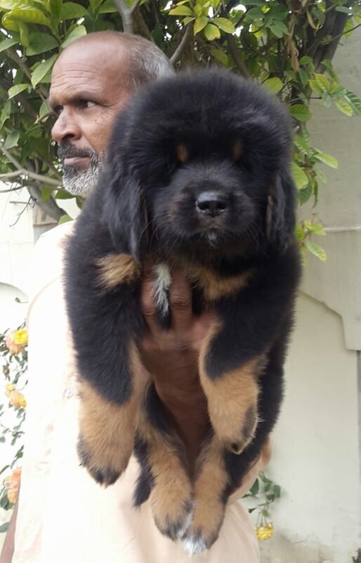 Buy Tibetan Mastiff Online