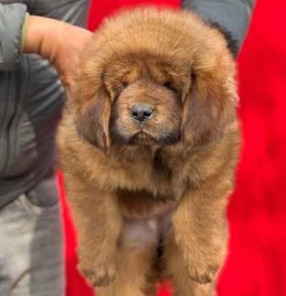 Champion Bloodline Tibetan Mastiff Puppies