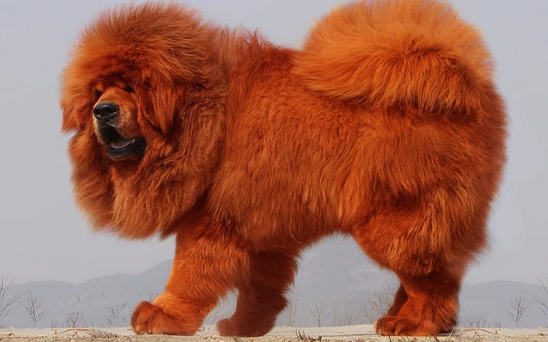 Female Tibetan Mastiff For Sale