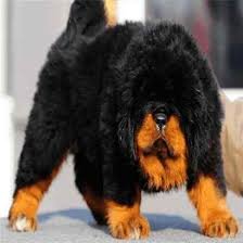 Tibetan Mastiff Breeders With Shipping