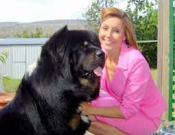 Tibetan Mastiff For Sale In Australia