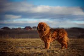 Tibetan Mastiff For Sale In California