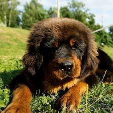 Tibetan Mastiff For Sale In UK