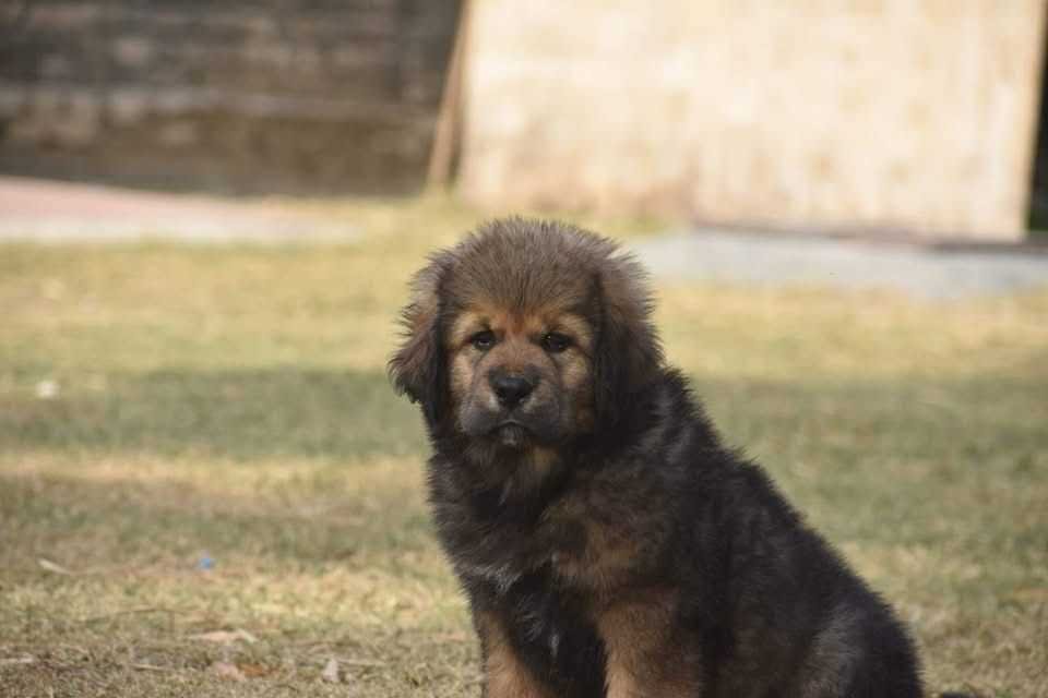 Tibetan Mastiff For Sale Online With Delivery