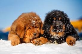 Tibetan Mastiff For Sale With Health Guarantee