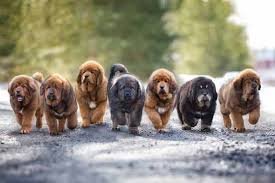 Tibetan Mastiff Kennel Near Me