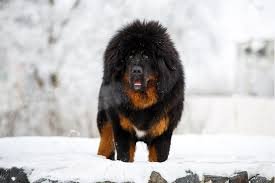 Tibetan Mastiff breeders near me