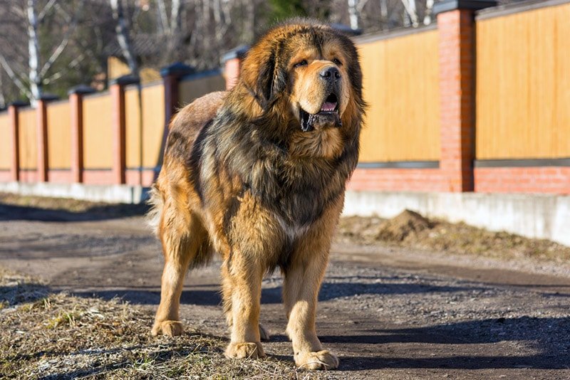Tibetan Mastiff For Sale Aberystwyth