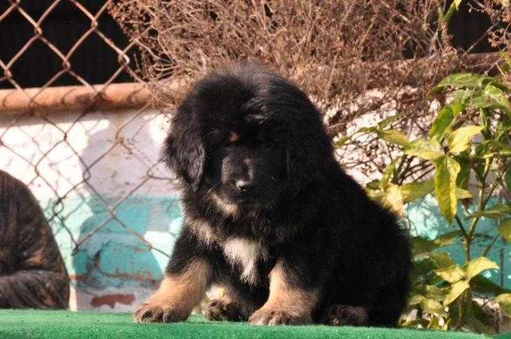 Tibetan Mastiff For Sale Basildon