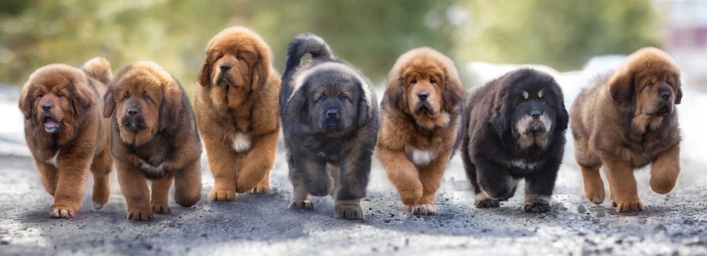 Tibetan Mastiff For Sale Bath