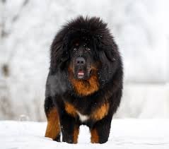 Tibetan Mastiff For Sale Birmingham