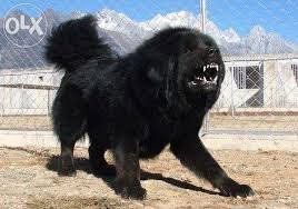 Tibetan Mastiff For Sale Blackburn