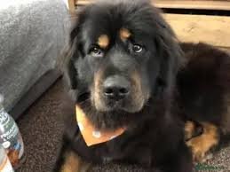 Tibetan Mastiff For Sale Bradford