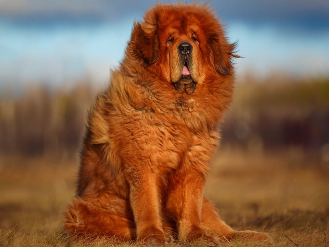 Tibetan Mastiff For Sale Crewe