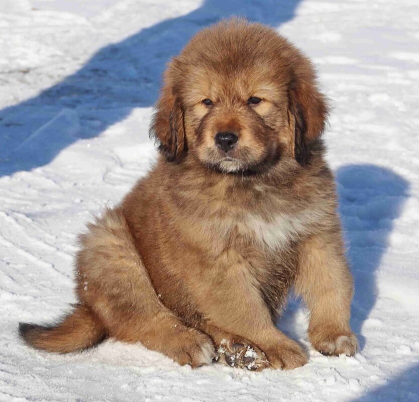Tibetan Mastiff For Sale Doncaster