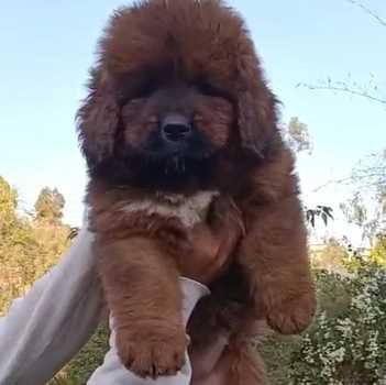 Tibetan Mastiff For Sale Dundee