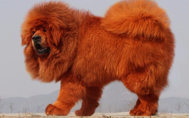 Tibetan Mastiff For Sale Falkirk