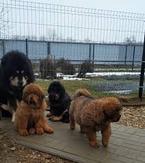 Tibetan Mastiff For Sale Gloucester