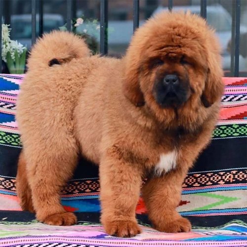 Tibetan Mastiff For Sale Hastings