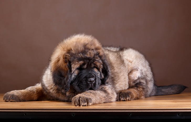 Tibetan Mastiff For Sale Huddersfield