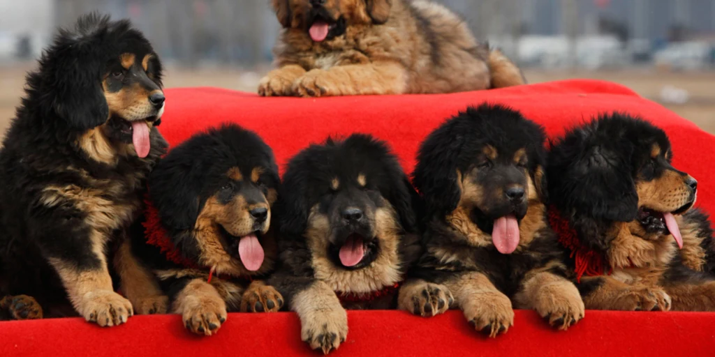 Tibetan Mastiff For Sale Hull