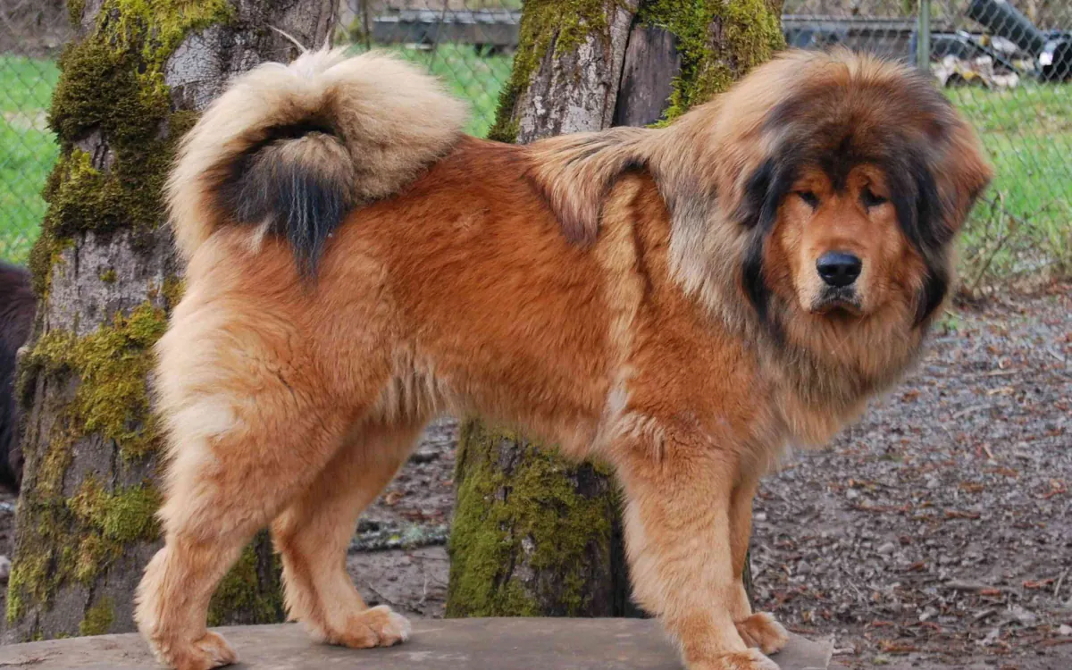 Tibetan Mastiff For Sale Ipswich