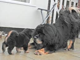 Tibetan Mastiff For Sale Leeds