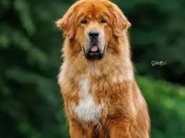 Tibetan Mastiff For Sale Leicester