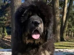 Tibetan Mastiff For Sale London