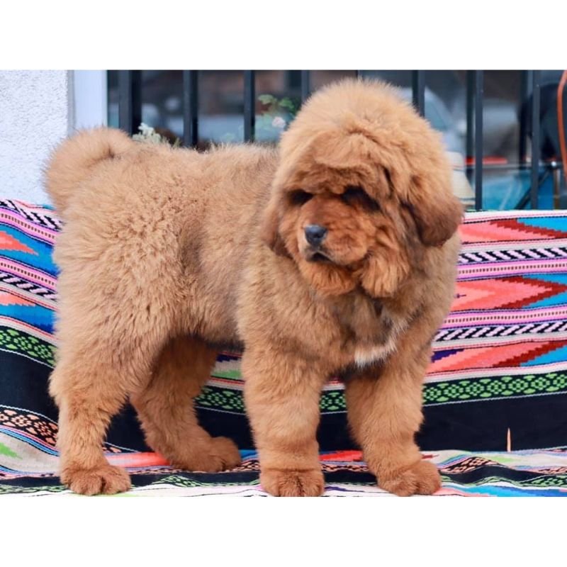 Tibetan Mastiff For Sale Milton Keynes