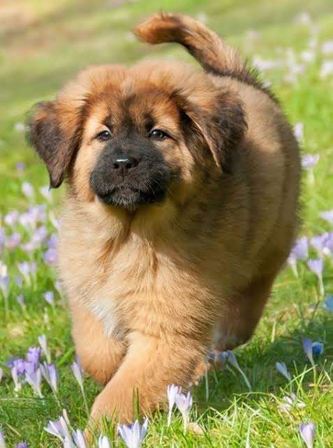 Tibetan Mastiff For Sale Newcastle Upon Tyne