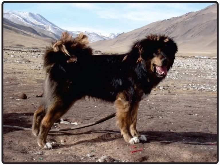 Tibetan Mastiff For Sale Newquay