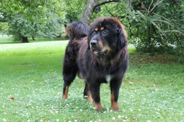 Tibetan Mastiff For Sale Newry