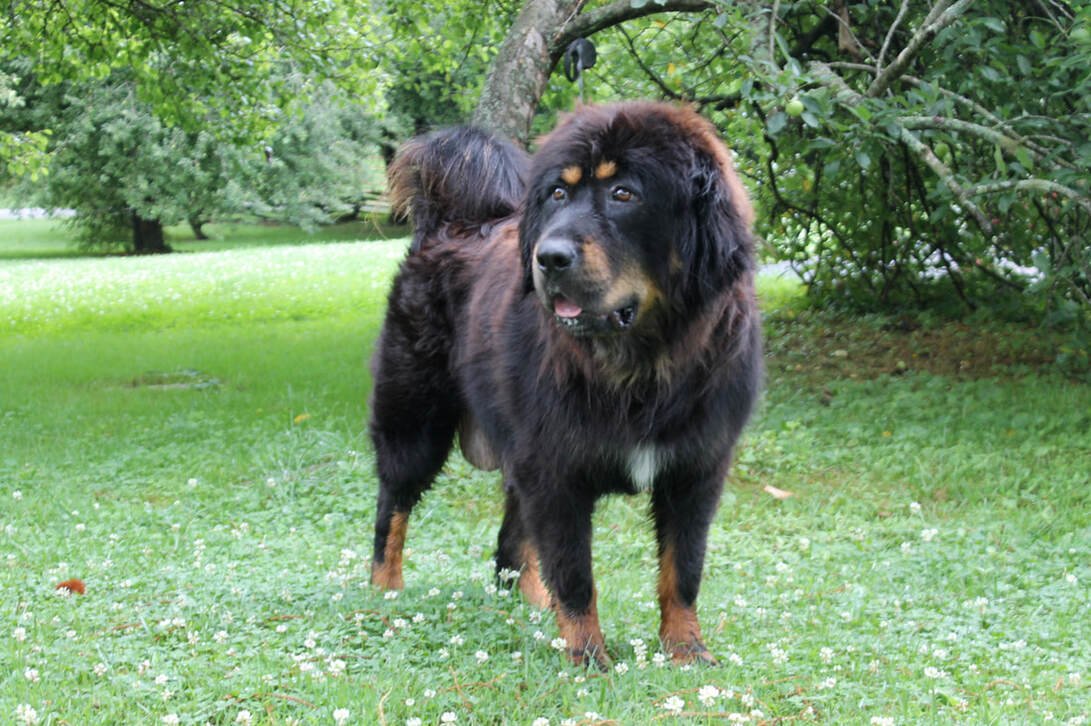Tibetan Mastiff For Sale Newry