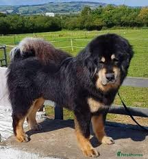 Tibetan Mastiff For Sale Northampton