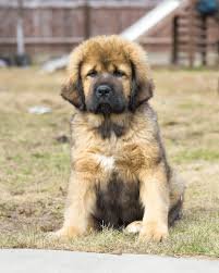 Tibetan Mastiff For Sale Paisley