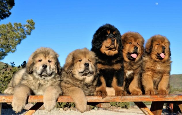 Tibetan Mastiff For Sale Perth Scotland
