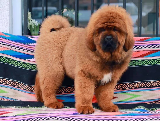 Tibetan Mastiff For Sale Preston