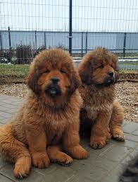Tibetan Mastiff For Sale Rochdale