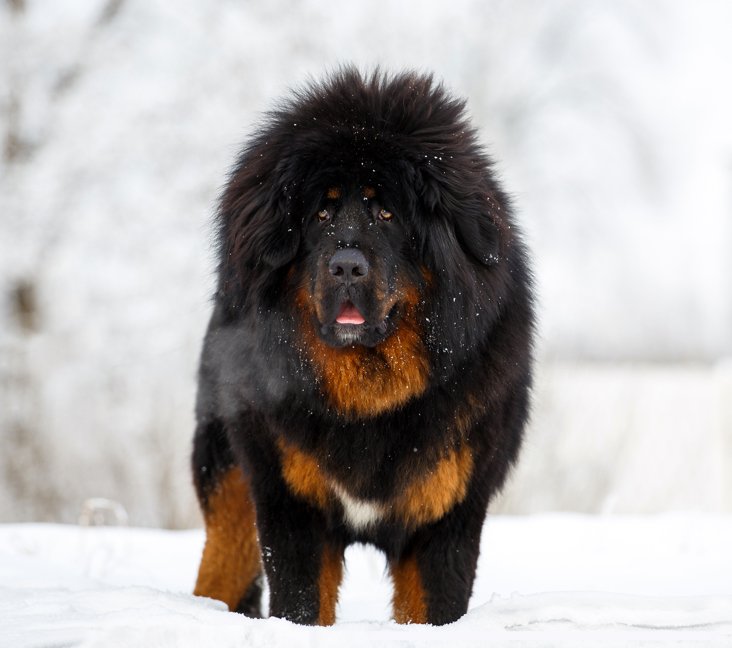 Tibetan Mastiff For Sale Rotherham