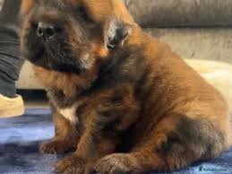 Tibetan Mastiff For Sale Sheffield