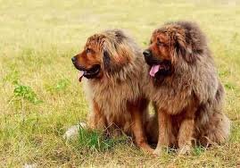 Tibetan Mastiff For Sale Slough