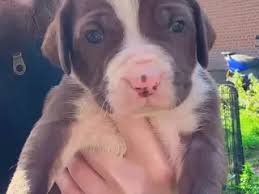 Tibetan Mastiff For Sale Southend-on-Sea