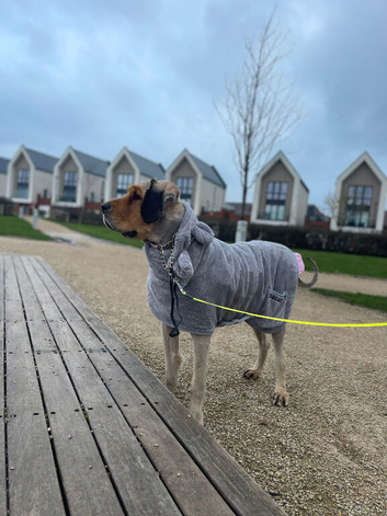 Tibetan Mastiff For Sale Stoke-On-Trent