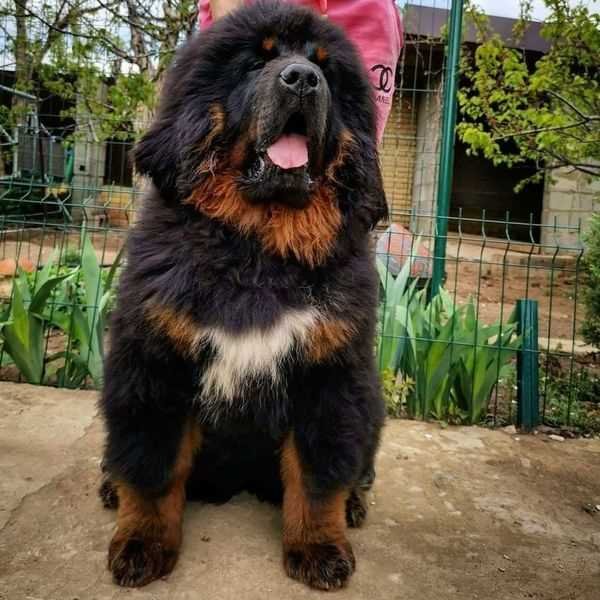 Tibetan Mastiff For Sale Sunderland