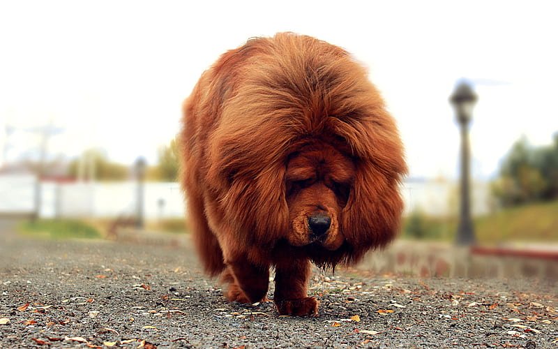 Tibetan Mastiff For Sale Swansea