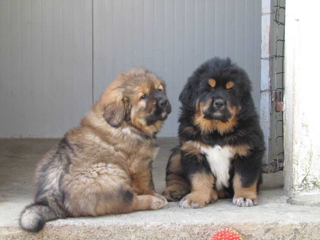 Tibetan Mastiff For Sale Taunton
